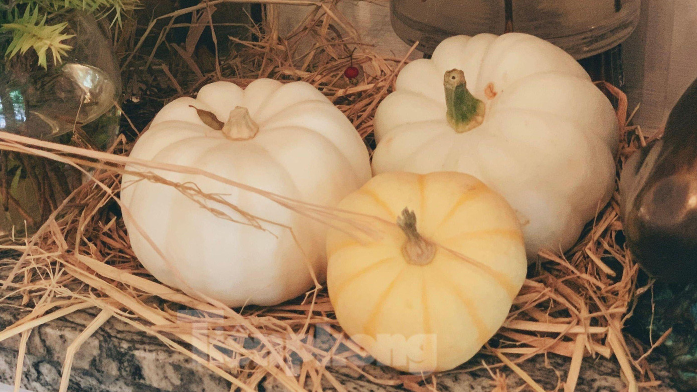 Ngoài mục đích nấu ăn, bí ngô mini còn được chị em dùng để trang trí nhà cửa. Ngoài mục đích nấu ăn, bí ngô mini còn được chị em dùng để trang trí nhà cửa.