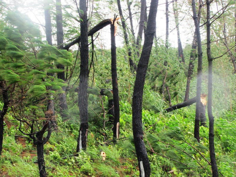 Rừng kinh tế phía bắc núi Phước Tượng (Phú Lộc) bị gió bão bẻ vụn