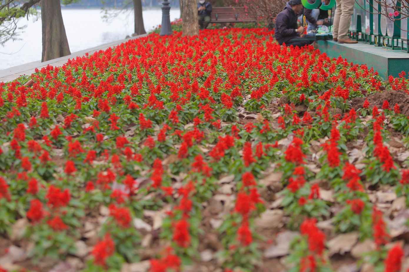 Thảm hoa trải đỏ rất bắt mắt.