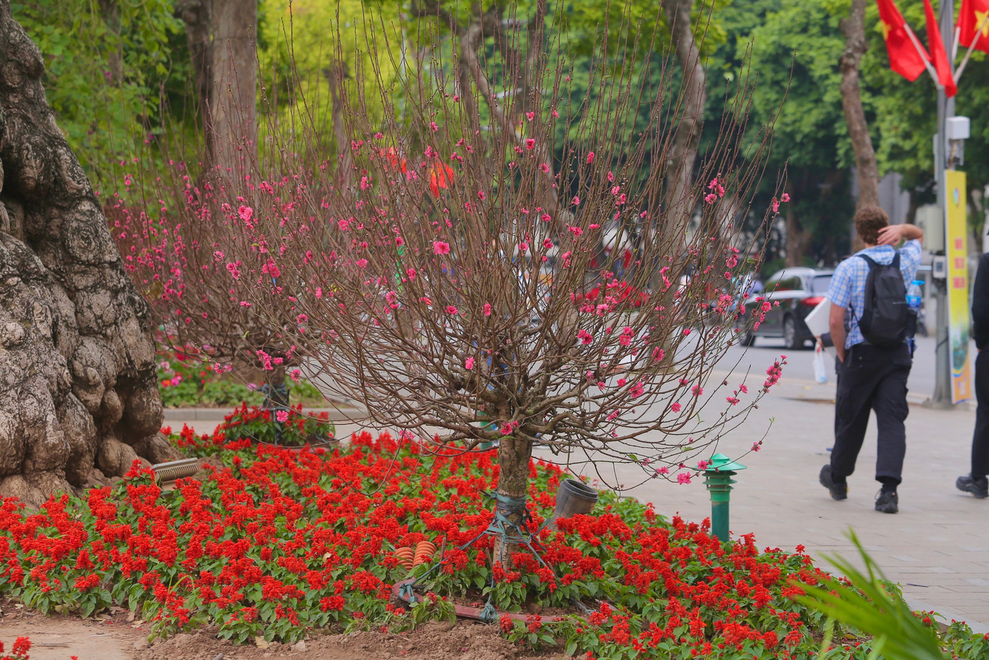 Không khí xuân tràn ngập hồ Hoàn Kiếm với những cây đào nở bung sắc.