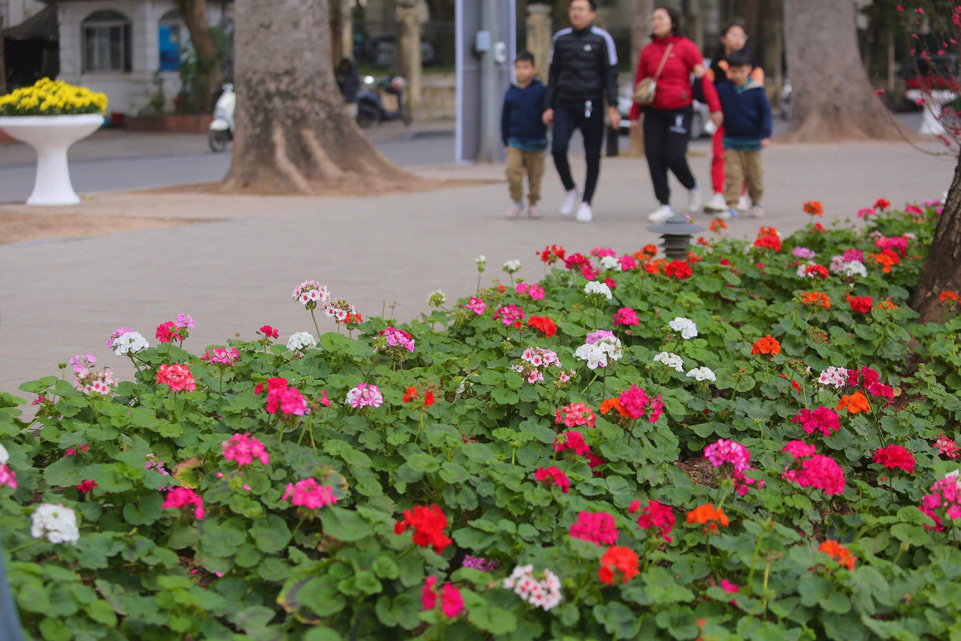 Nhiều bồn hoa rực rỡ sắc màu tươi mới, không thể rời mắt.