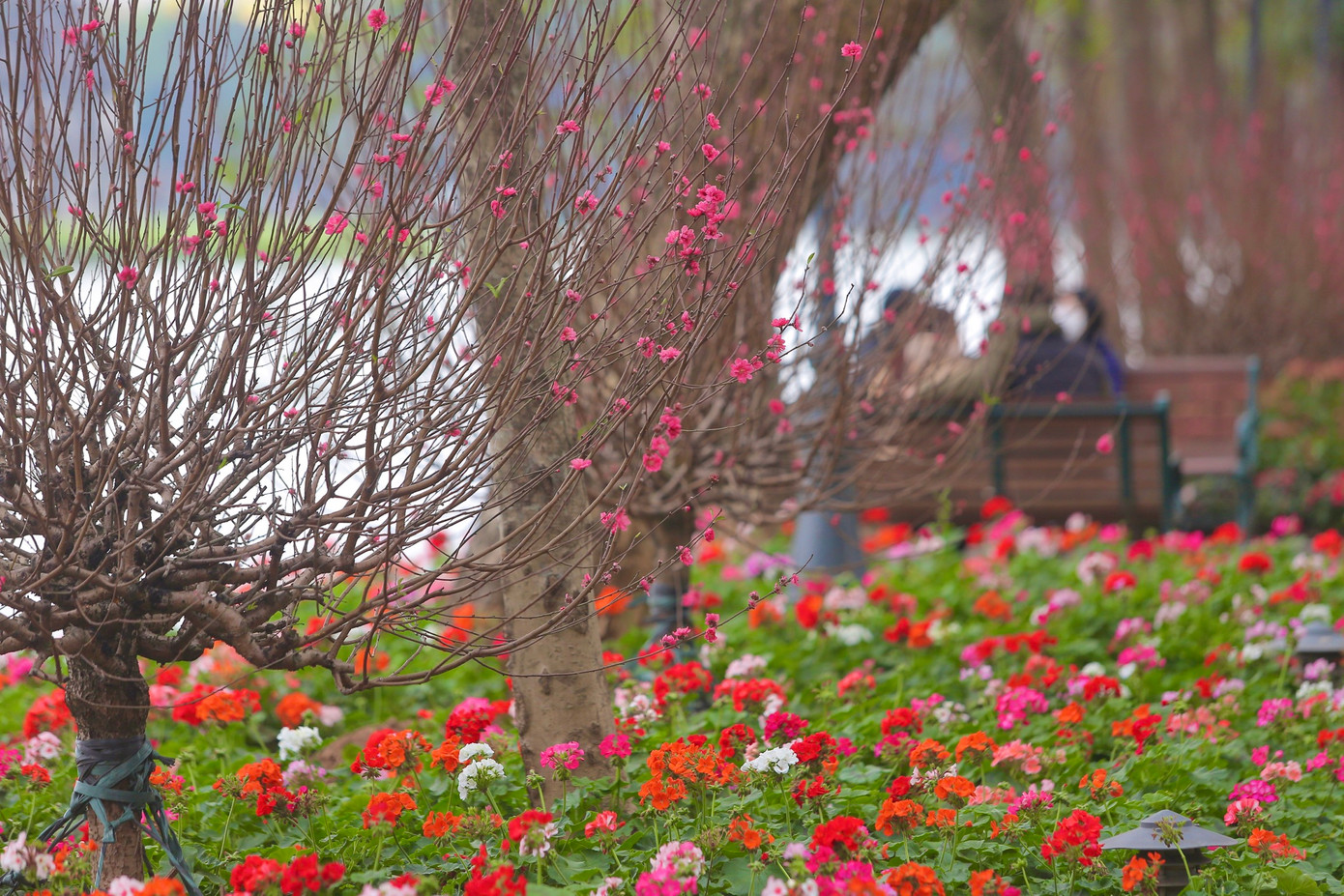 Với hàng đào nở rộ, không khí Tết tràn ngập xung quanh Hồ Gươm.