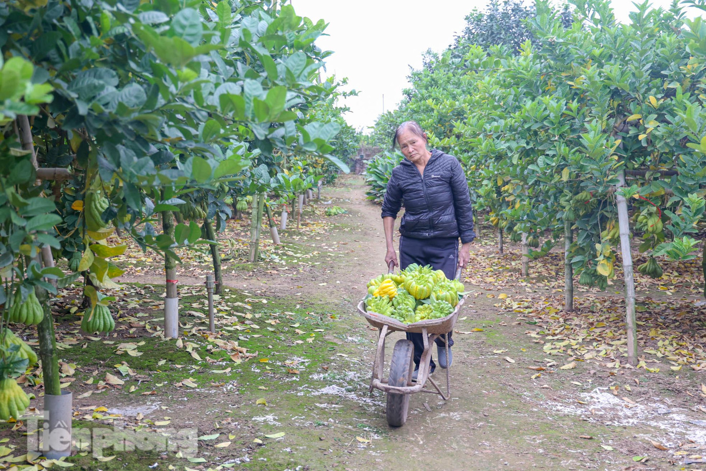 Những ngày cận Tết một nhà vườn có thể bán ra hàng nghìn quả.