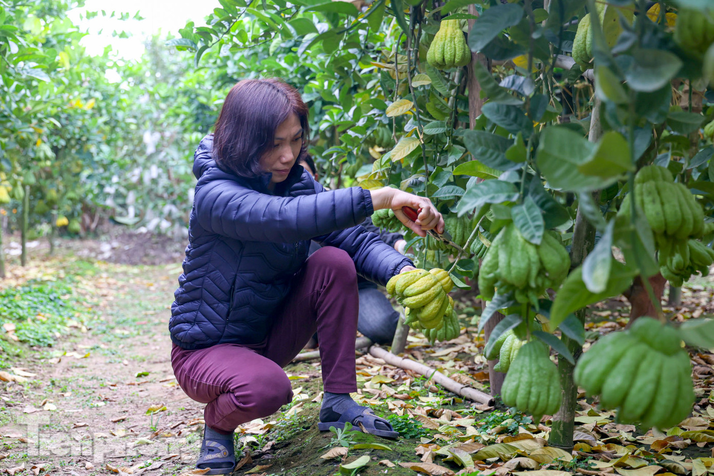 Được mệnh danh là loài cây khó tính, loài cây này đòi hỏi sự chăm sóc cao, các chủ vườn cũng phải tính toán kỹ, theo dõi sát sao thời tiết.