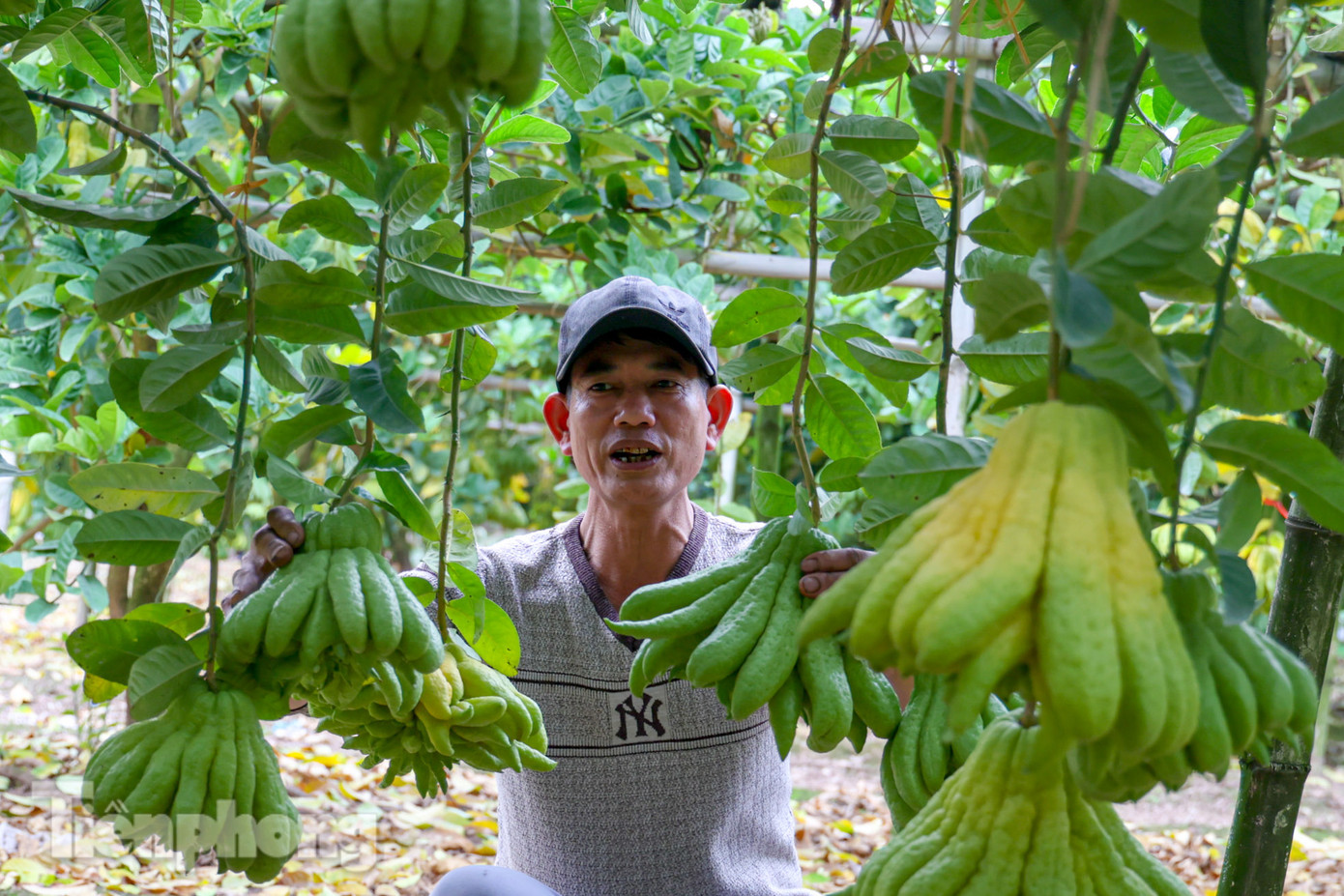 Việc chăm sóc cây phật thủ đòi hỏi sự cầu kỳ, để quả ra đúng dịp Tết, các chủ vườn phải áp dụng nhiều biện pháp canh tác, trải qua hàng loạt công đoạn thì cây mới có thể cho ra những quả đẹp.