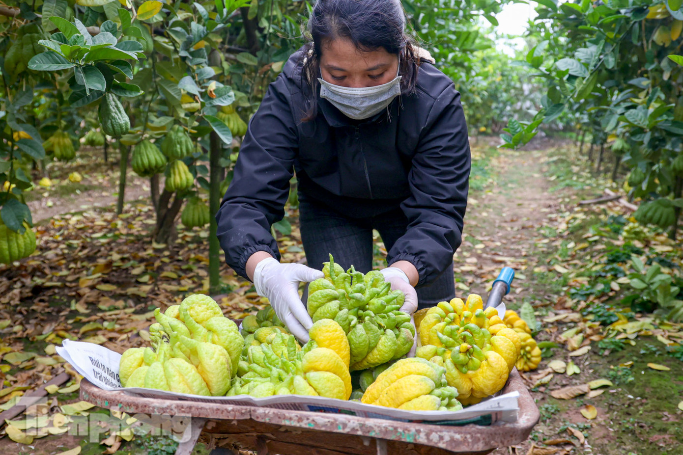 Được biết giá 1 trái phật thủ dao động từ 40.000 - 200.000 đồng tùy kích thước và hình dáng quả. Đặc biệt có quả to, đạt tiêu chuẩn giá bán lên đến hàng triệu đồng.