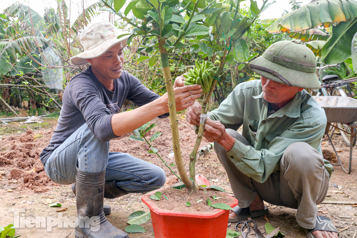 "Quả này được nhiều người yêu thích bởi hình dáng đẹp, không tàn nhanh như hoa quả thông thường. Nhà vườn của tôi đang chuẩn bị thu hoạch, đóng gói cẩn thận để chuyển cho những đơn hàng đã đặt sẵn từ các tỉnh" một chủ vườn cho biết.