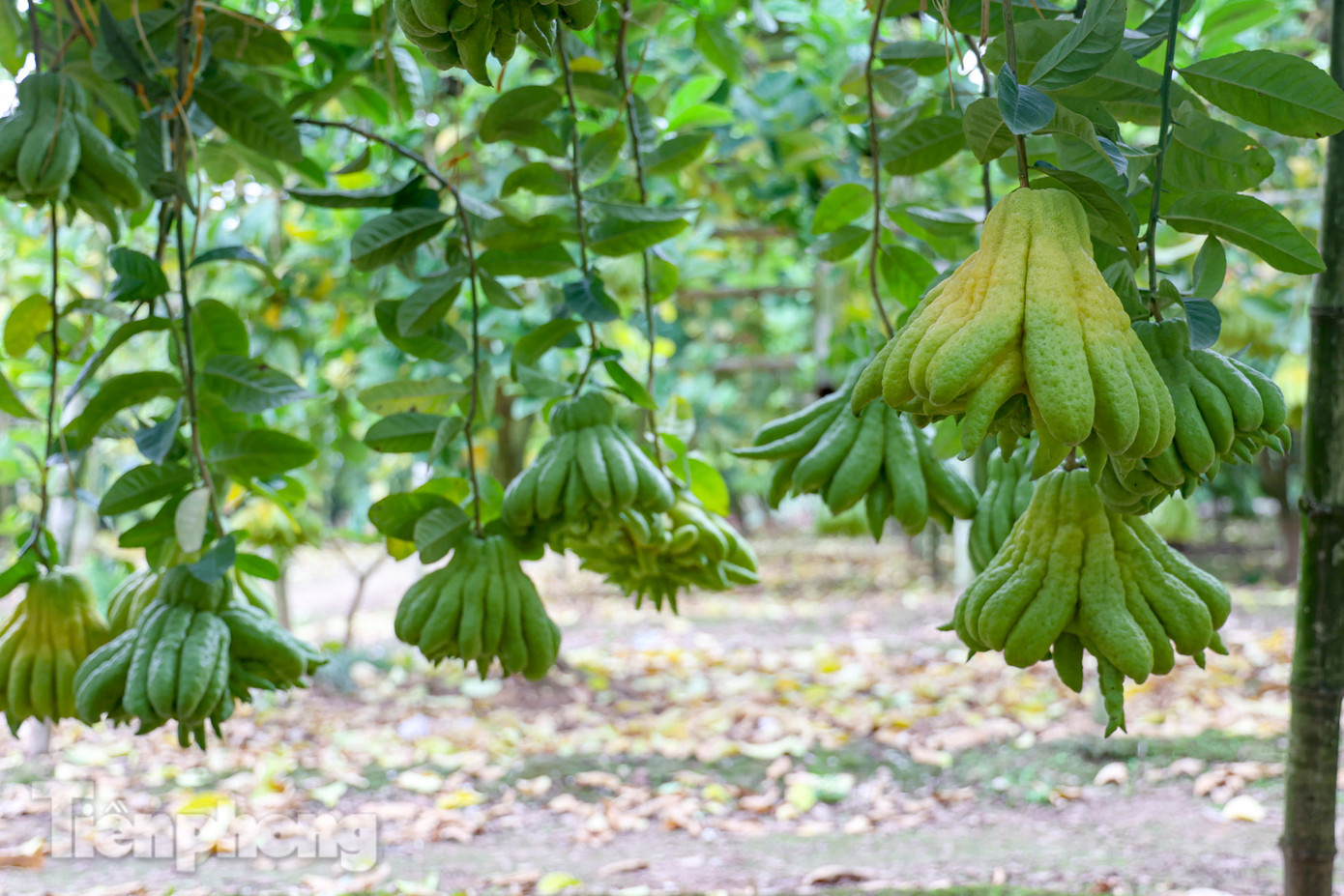 Một cây phật thủ sai quả nhất có khoảng 130 quả.