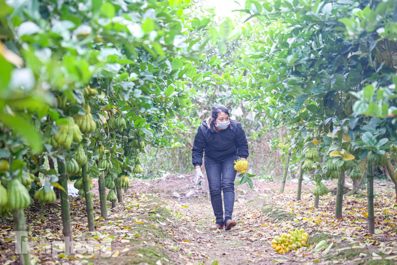 Chỉ còn hai tuần nữa là đến Tết Quý Mão 2023, các nhà vườn trồng phật thủ tại xã Đắc Sở (Hoài Đức, Hà Nội) lại tất bật thu hái để phục vụ nhu cầu bày mâm ngũ quả của người dân.