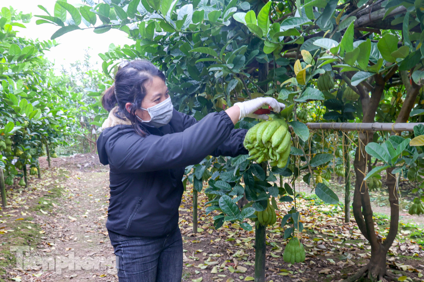 Thông thường, phật thủ ra hoa kết quả quanh năm, quả ra gối vụ, nhưng thu hoạch vụ chính là tháng 7 và Tết âm lịch. Mỗi cây cho từ 50 - 70 quả, thu hoạch trong ba năm.