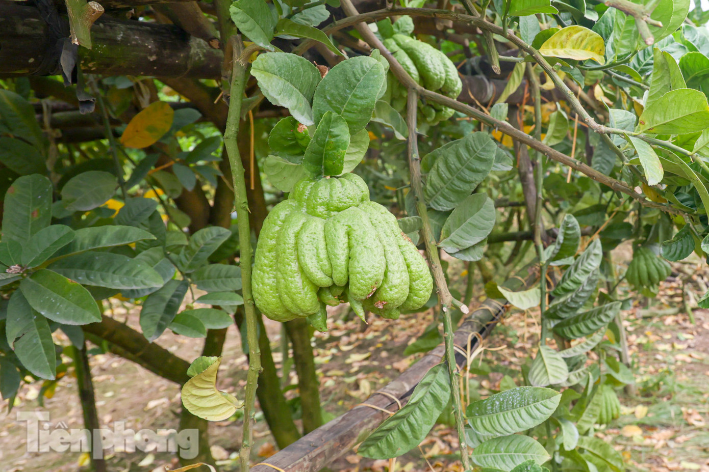 Trung bình khoảng gần 2 năm cây phật thủ sẽ được thu hoạch. Vòng đời của cây cũng chỉ 5-6 năm, vậy nên mỗi khi hết một lứa, đất sẽ được cải tạo lại vài năm trước khi đưa vào trồng lứa mới.