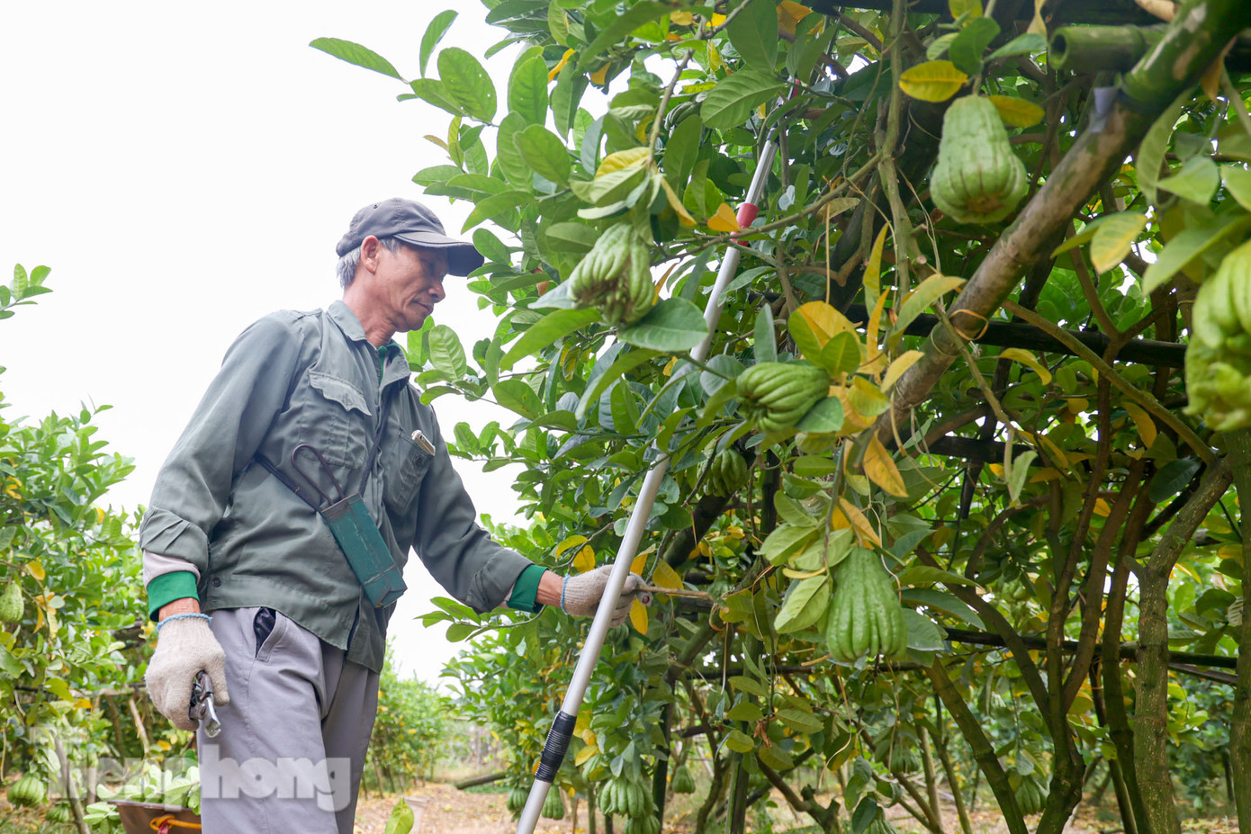 Phật thủ là loại quả được ưa chuộng dùng để bày cúng dâng bàn thờ gia tiên ngày Tết.