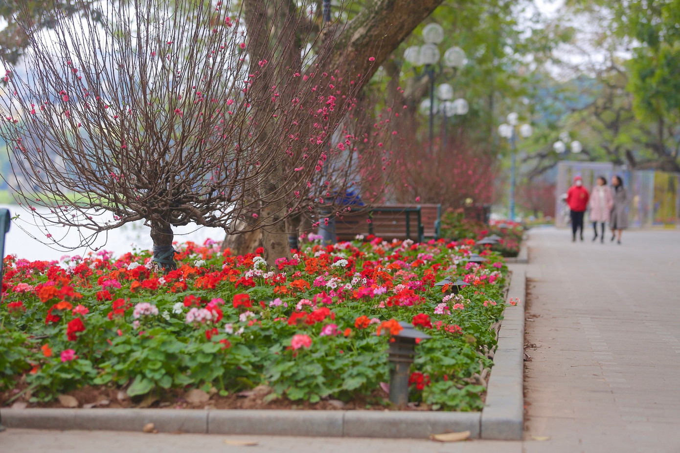 Những ngày cuối cùng trong năm 2022, người dân Thủ đô bất ngờ trước thảm hoa tuyệt đẹp vốn đã muôn màu sắc với nhiều loại khác nhau lại được tô điểm thêm sắc hồng của hoa đào khiến hồ Hoàn Kiếm lung linh, mang đậm không khí Tết.