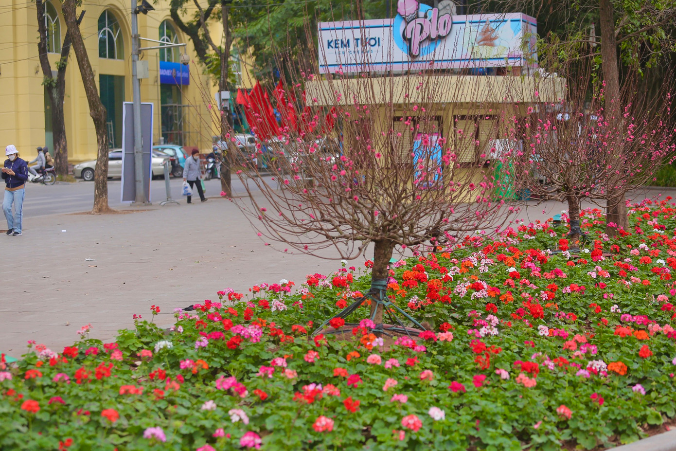 Thảm hoa với nhiều loại khác nhau, đa dạng màu sắc.