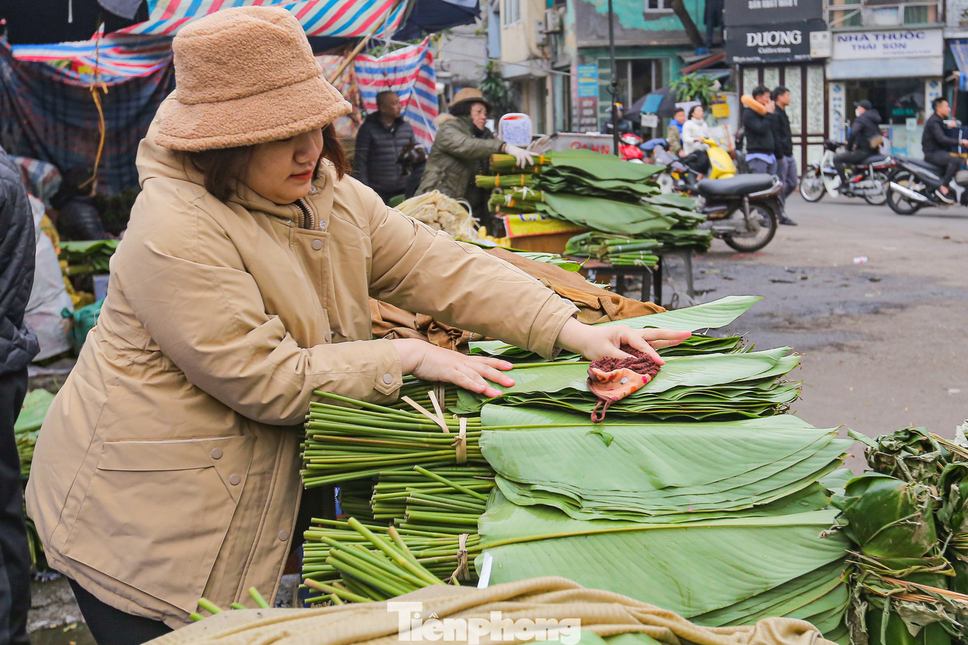 Thương lái thường xuyên phải tưới nước để lá không bị khô.