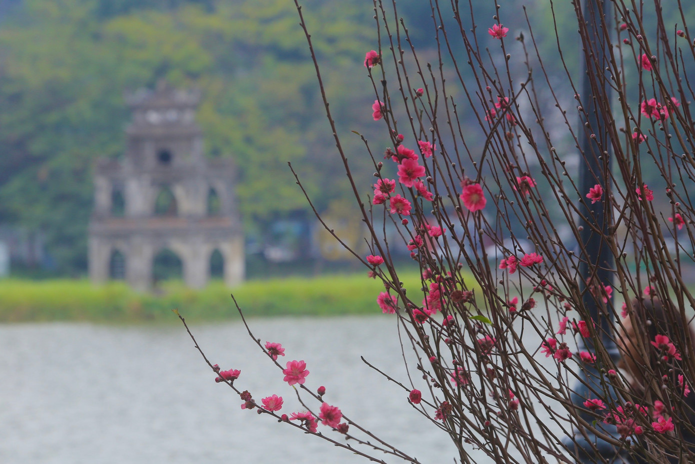 Sắc hoa đào cũng là chủ đạo chính đón chào năm mới tại đây.