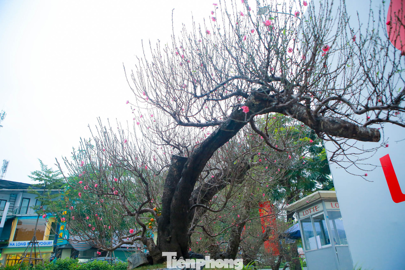 Để đánh giá một cây đào cổ thụ đẹp, phải dựa vào nhiều yếu tố như độ tuổi của cây, cây càng có tuổi thọ cao càng giá trị.