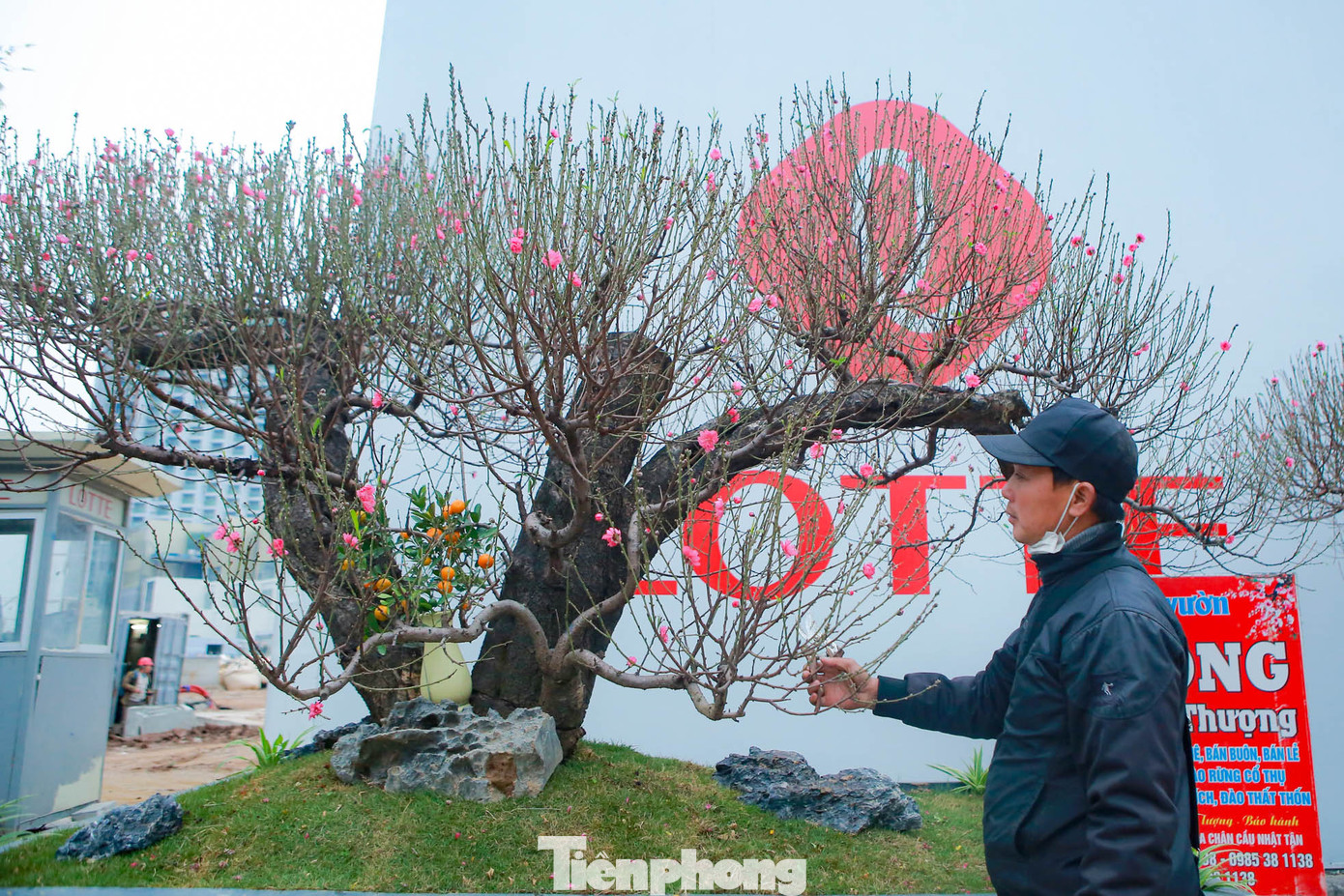 Một gốc cổ thụ đang được rao bán với giá gần 120 triệu đồng trên đường Lạc Long Quân.