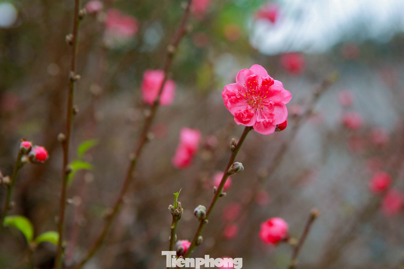 Tuy sở hữu thân xù xì nhưng lại có rất nhiều cành lộc non, nụ hoa mới chớm nở.