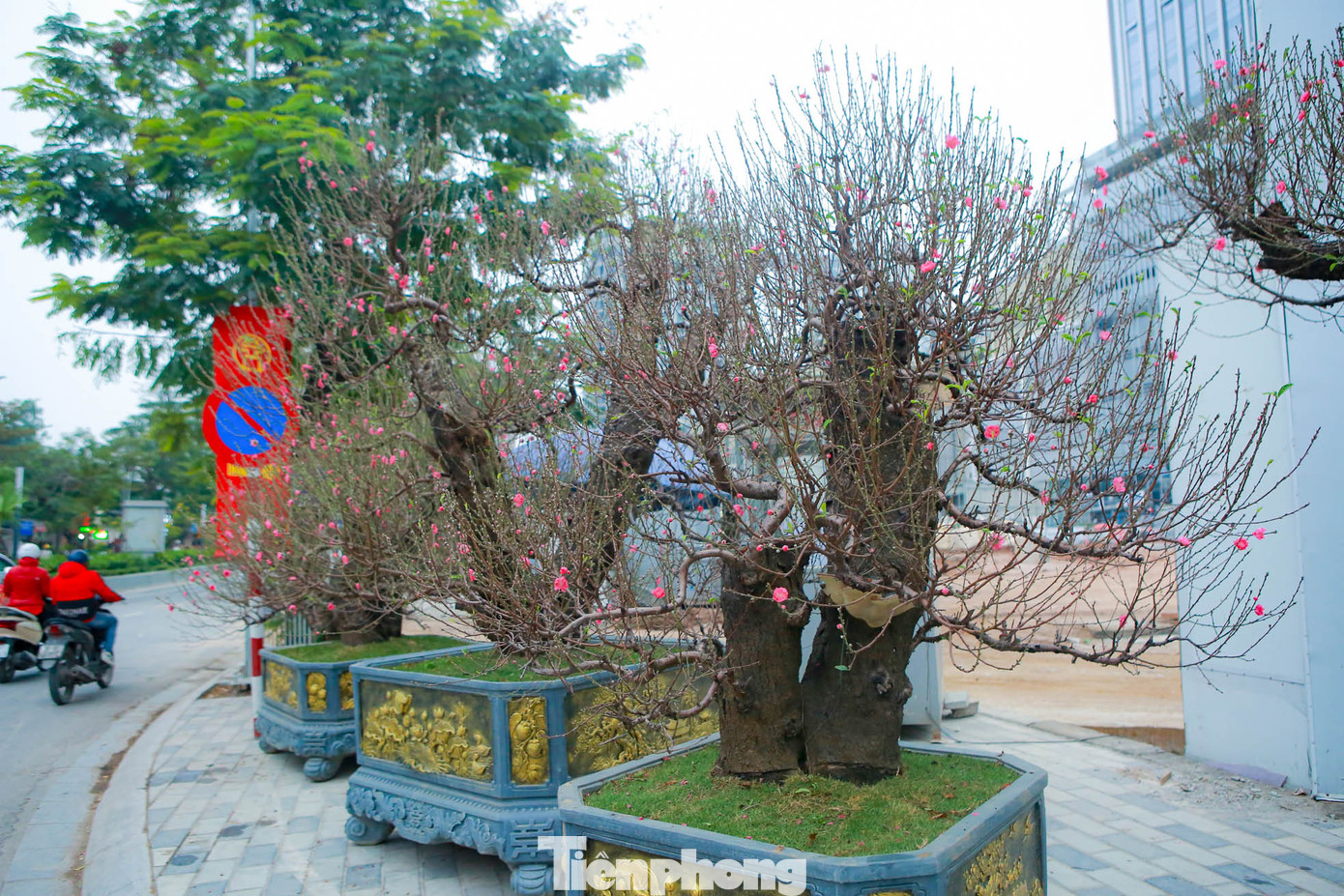 Nhiều cây với nhiều thế độc, lạ mắt, hấp dẫn.