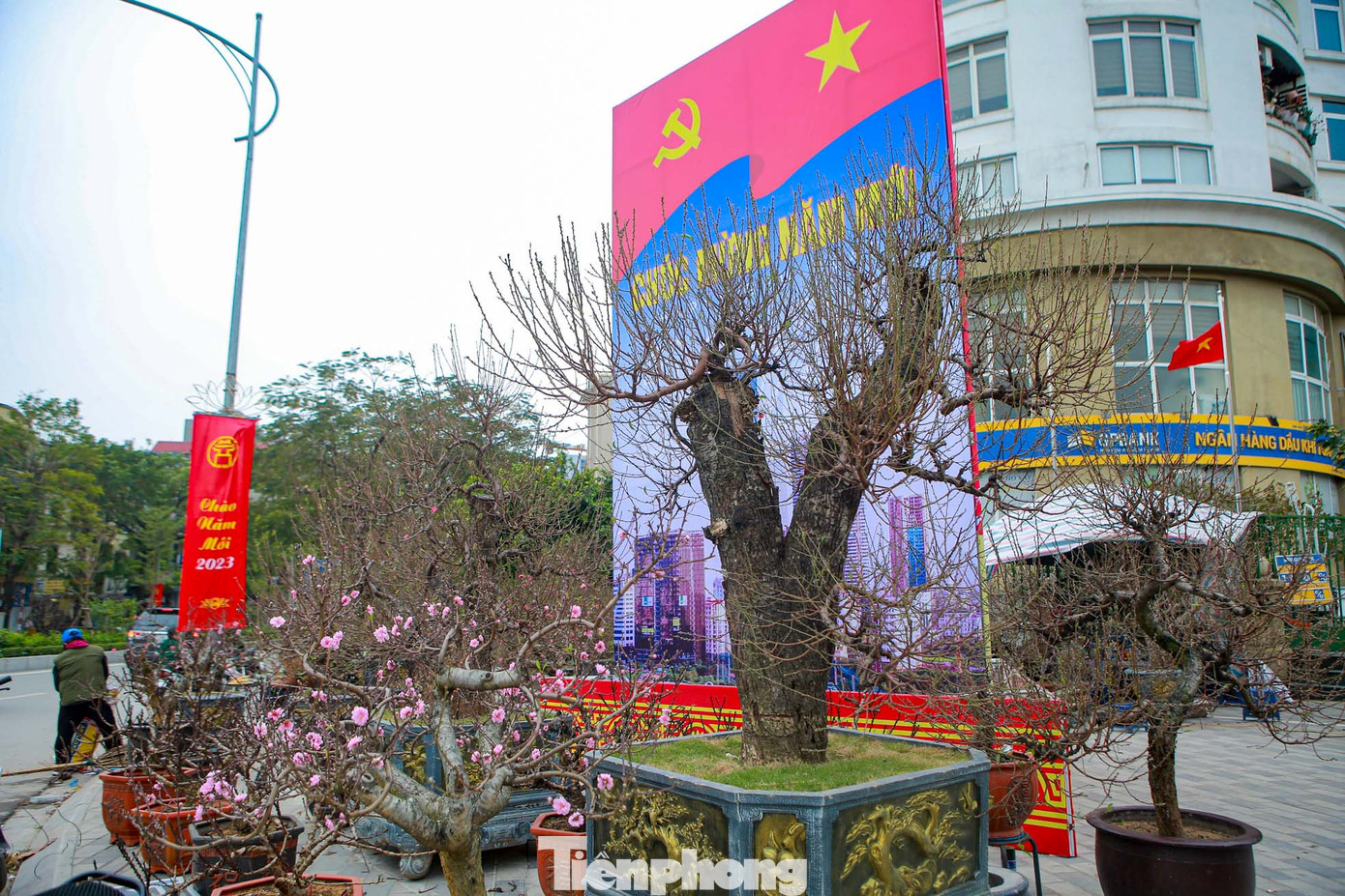 Ghi nhận của PV, còn hơn 2 tuần nữa đến Tết Nguyên đán, tại các con đường Võ Chí Công, Lạc Long Quân (quận Tây Hồ, Hà Nội), các thương lái bắt đầu mang những "sản phẩm" Tết ra trưng bày chật các vỉa hè. Nhiều nhất hiện tại là đào thế cổ thụ với những gốc cây lớn, thân cao, có những cây cao hơn 2,5m được đựng trong những chậu to khổng lồ.