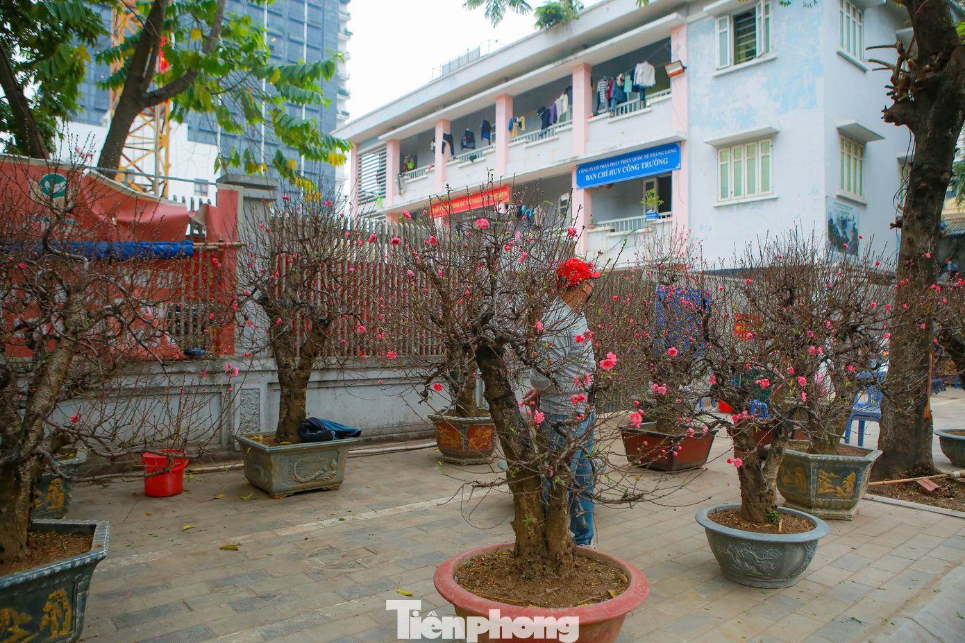 "Năm nay nhà vườn chúng tôi đưa ra khoảng 20-30 cây, cây nào cũng chất lượng và có giá khoảng 100 trăm triệu đồng, thường thì khách hàng sẽ thuê nhiều hơn thay vì mua. Đào cổ thụ giữ được lâu nên có thể chơi được một thời gian dài so với đào phai, đào thường", anh Công, chủ một nhà vườn ở Nhật Tân cho biết.