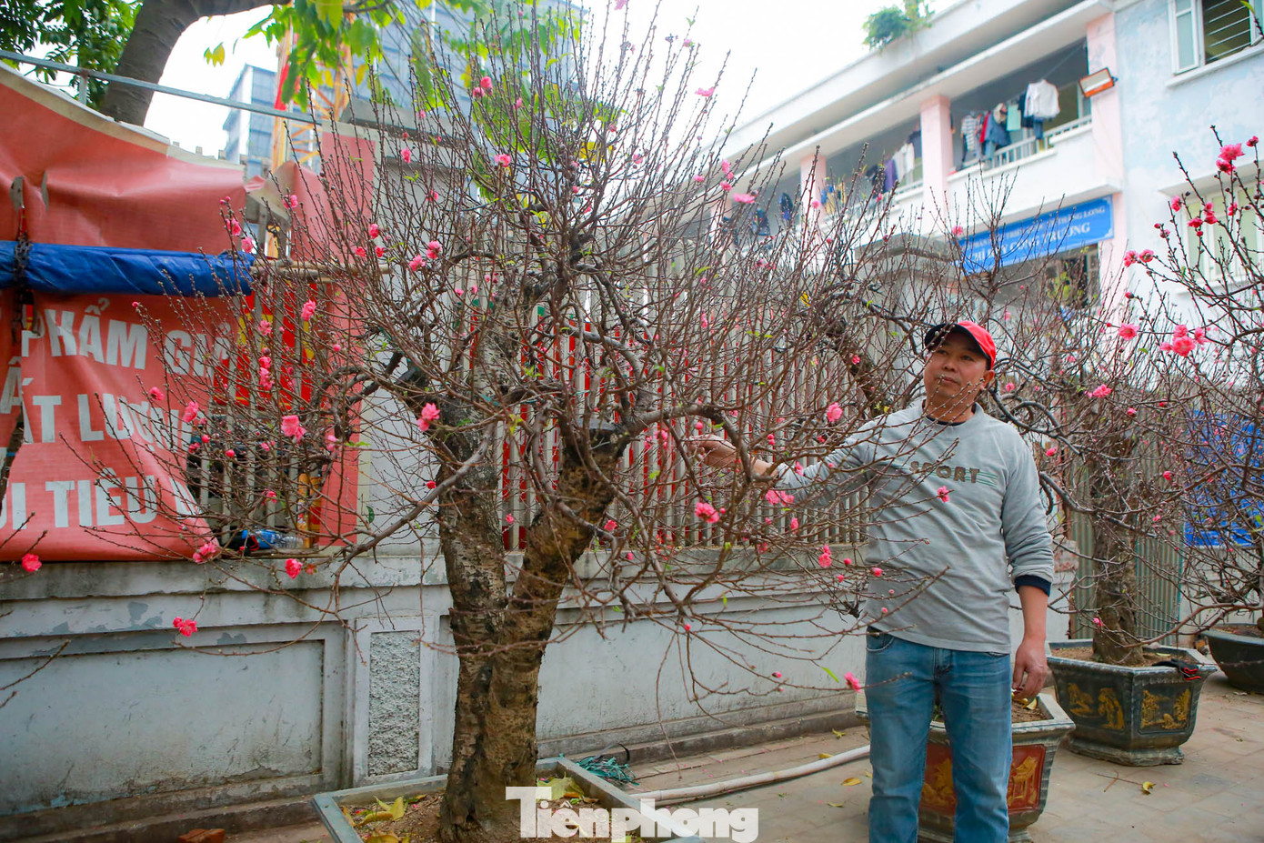 Từ thân cây đào cổ thụ trở lên cây thường chia làm 3 nhánh còn được gọi là thế tam đa, mỗi nhánh sẽ được chủ vườn phối, tạo thể, chăm sóc cho hoa nở đúng dịp.