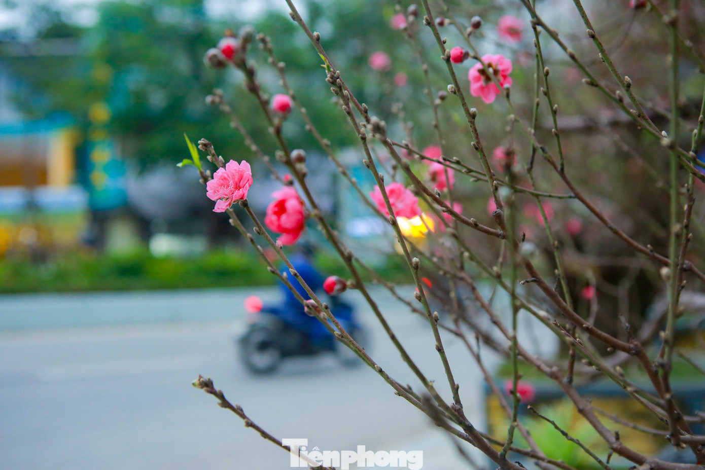 Được biết, nguồn gốc của đào này từ Lai Châu, Sơn La được các nhà vườn mang về nuôi trồng, đến độ đẹp thì mang ra mắt.