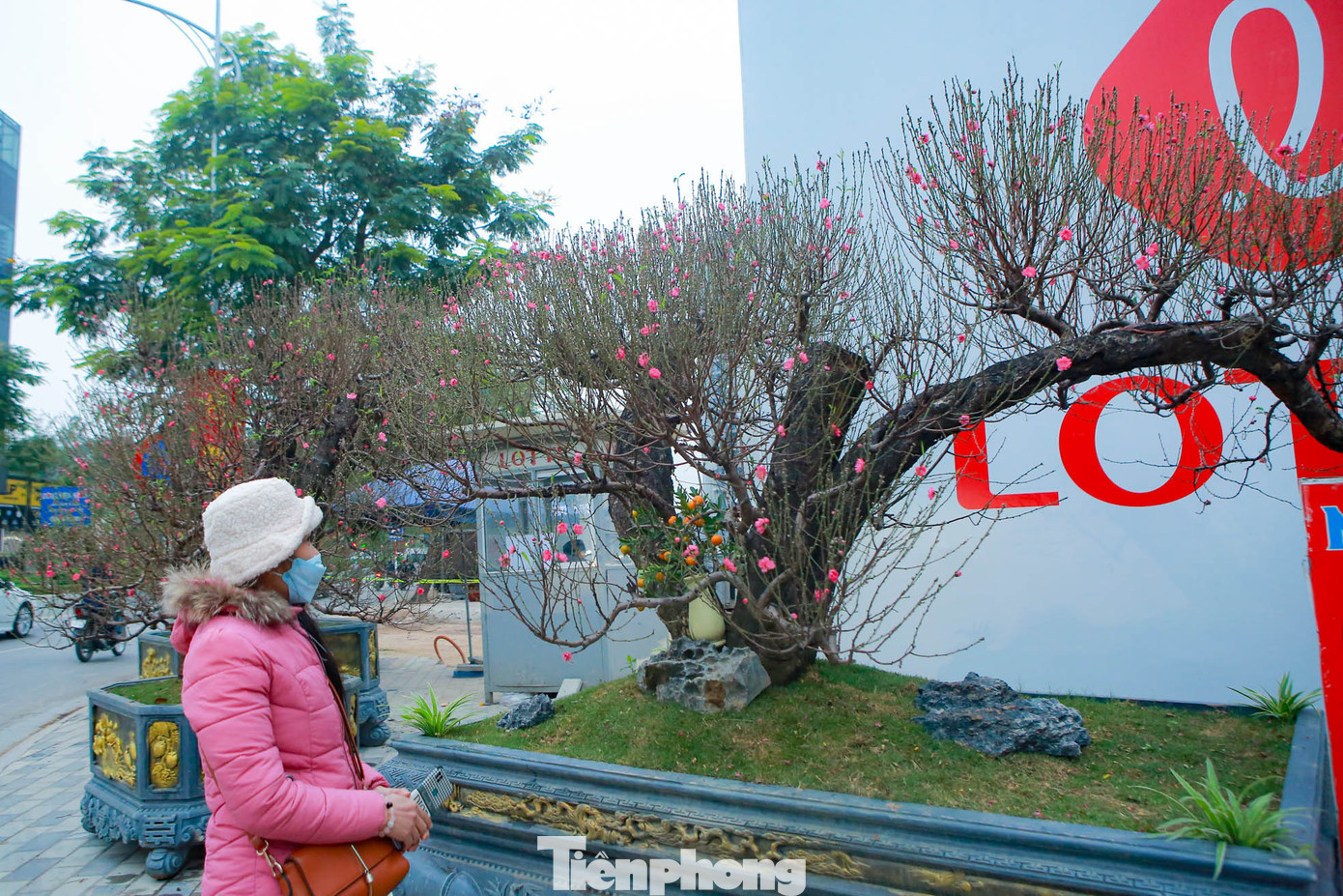 Đào vẫn trong giai đoạn ra nụ, ra hoa, theo tính toán của người làm vườn ở đây thì khoảng hai tuần nữa hoa sẽ đẹp.