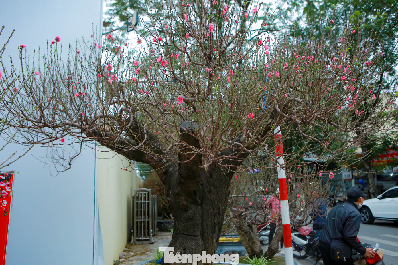 Loại đào này có gốc và thân to, sần sùi, được nhiều người Thủ đô ưa chuộng, trưng bày trong dịp Tết đến xuân về.