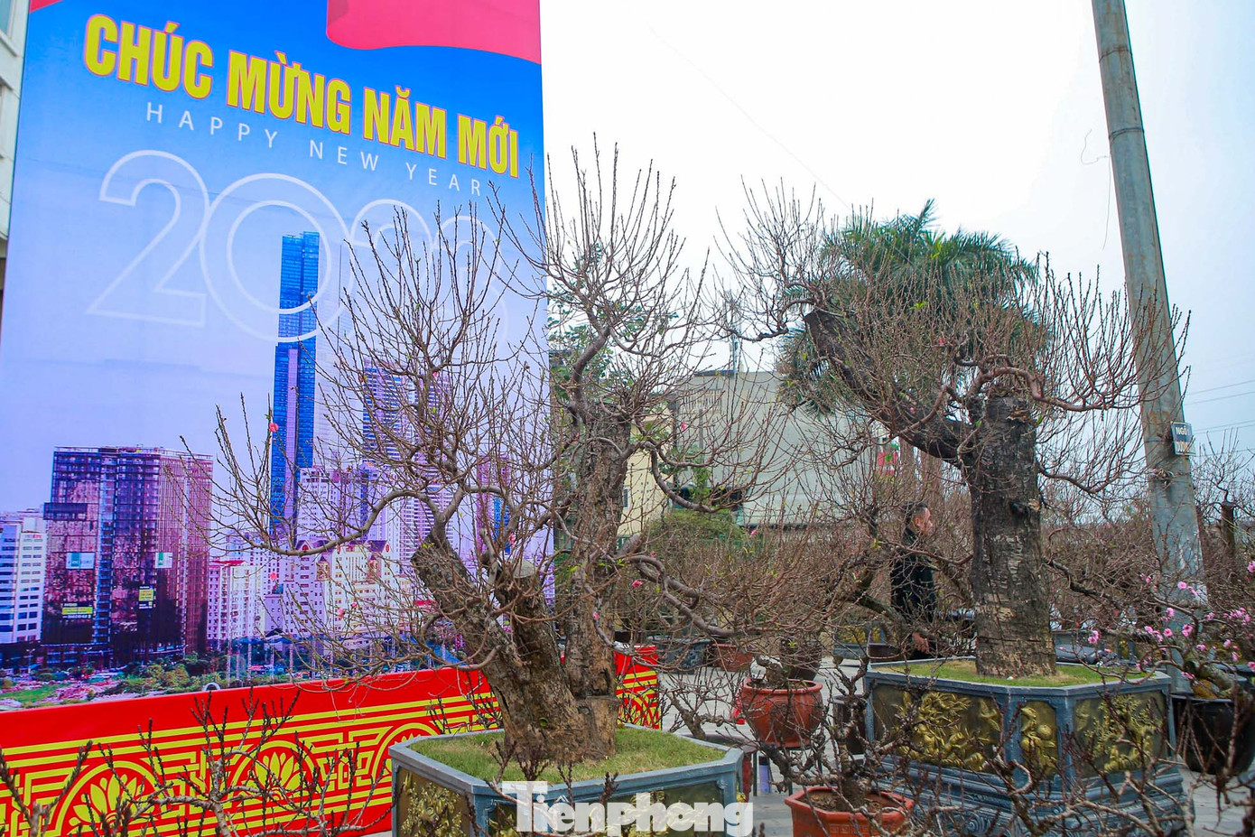 Được biết, giá thuê những cây cổ thụ này tùy thuộc vào dáng, thế, độ tuổi... người dân phải bỏ ra hơn 100 triệu đồng để thuê.