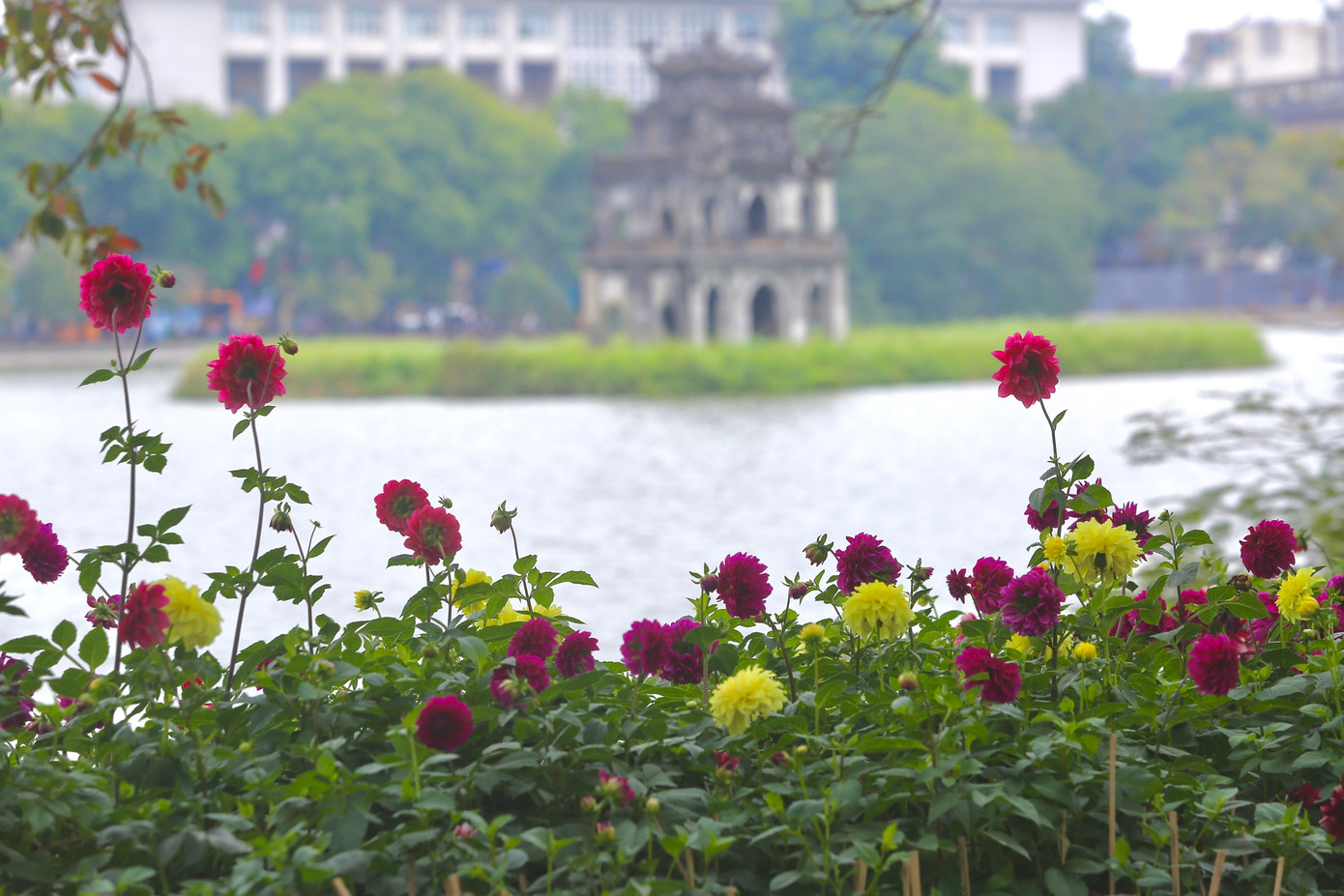 Bồn hoa thược dược nở rực rỡ với nhiều màu sắc.