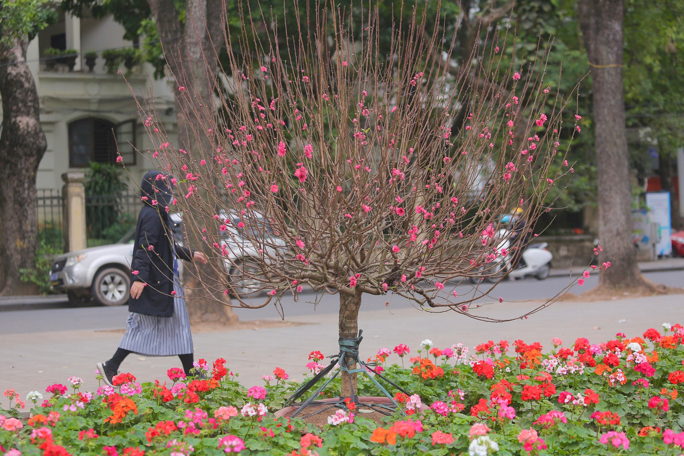 Có thêm sắc đào, 19 ô thảm hoa quanh hồ trở nên lung linh, rực rỡ.
