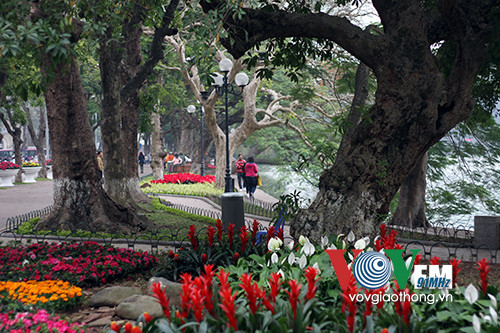 Hồ Gươm rực rỡ sắc hoa đào ảnh 11