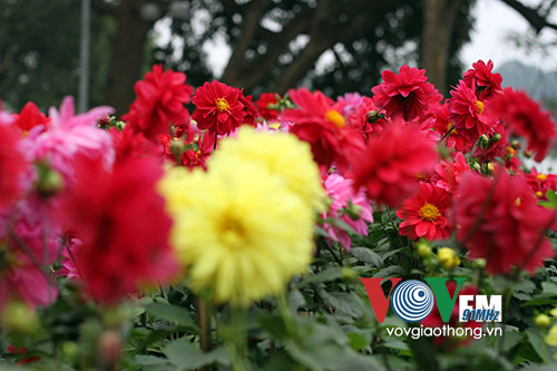 Hồ Gươm rực rỡ sắc hoa đào ảnh 9