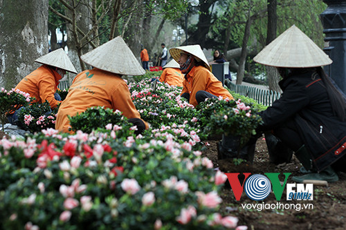 Hồ Gươm rực rỡ sắc hoa đào ảnh 5