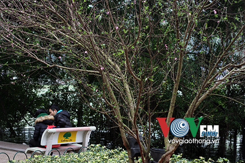 Hồ Gươm rực rỡ sắc hoa đào ảnh 2