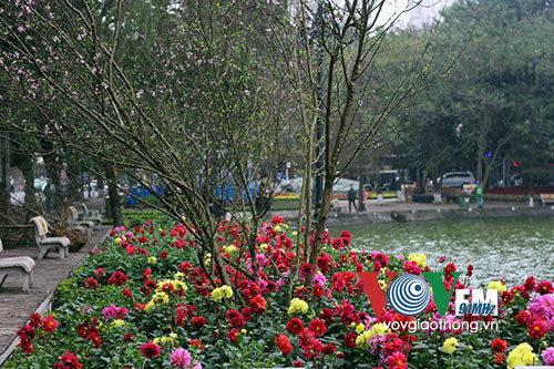 Hồ Gươm rực rỡ sắc hoa đào ảnh 3