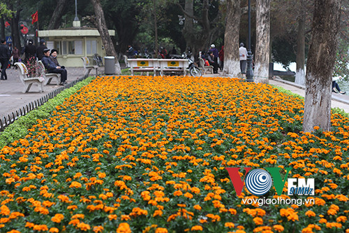 Hồ Gươm rực rỡ sắc hoa đào ảnh 7