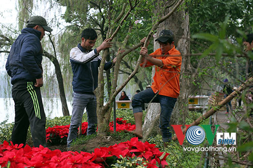 Hồ Gươm rực rỡ sắc hoa đào ảnh 1