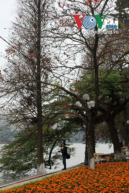 Hồ Gươm rực rỡ sắc hoa đào ảnh 17