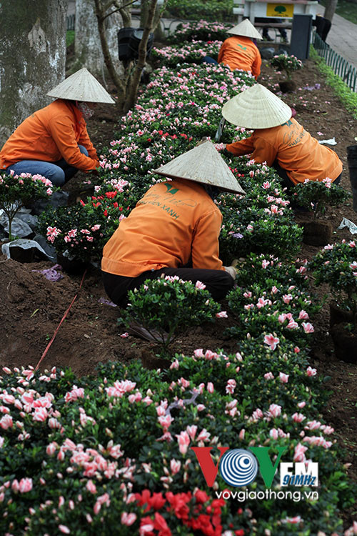 Hồ Gươm rực rỡ sắc hoa đào ảnh 6