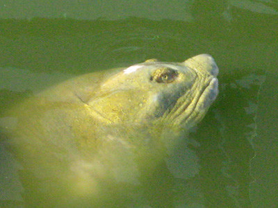 Đầu cụ Rùa đã hoàn toàn lành lặn