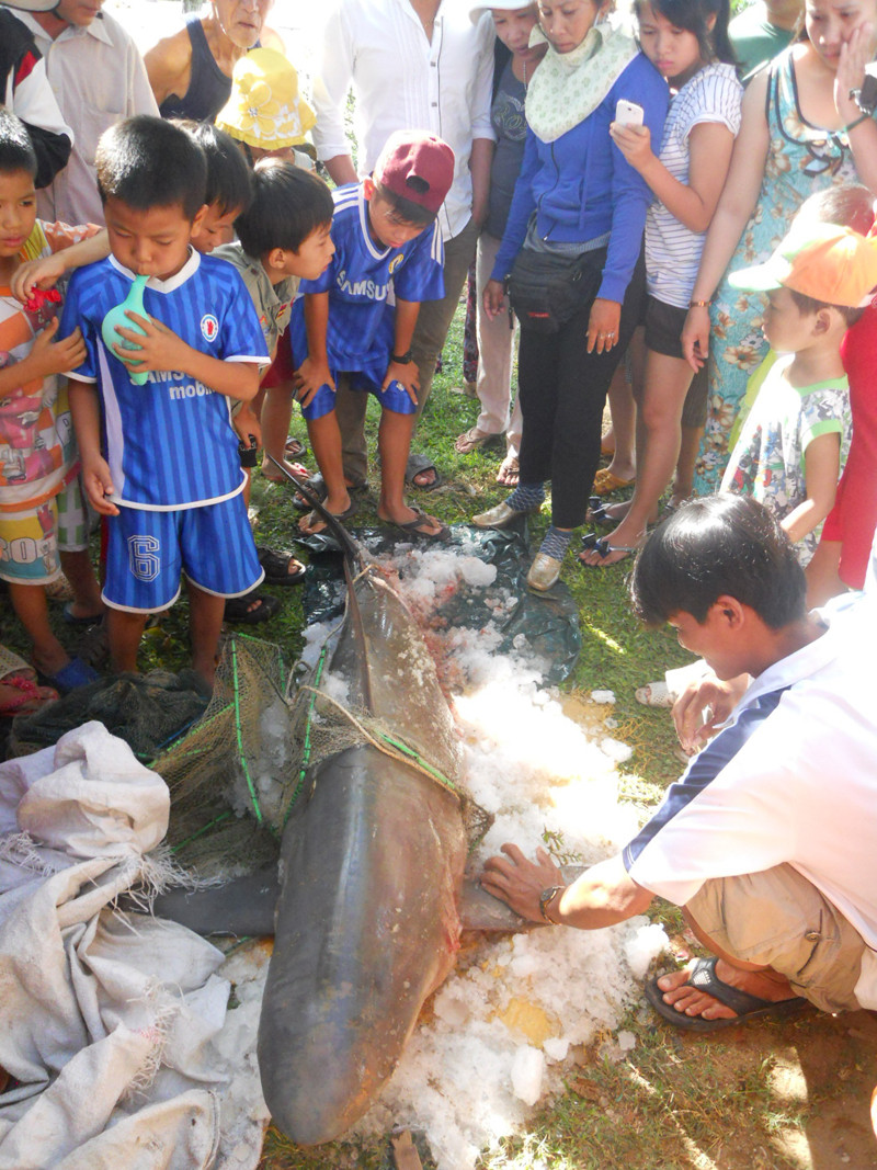 Nhiều người kéo đến xem cá mập lớn mắc lưới. Ảnh: Việt Hương. Nhiều người kéo đến xem cá mập lớn mắc lưới. Ảnh: Việt Hương