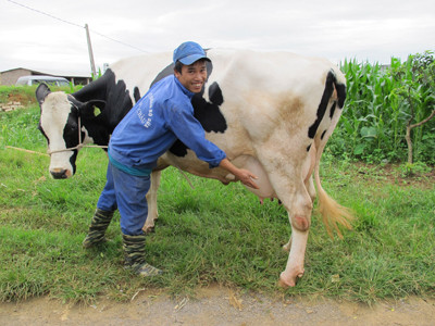 Một “thí sinh” dự thi chung kết “Hoa hậu bò sữa Mộc Châu”