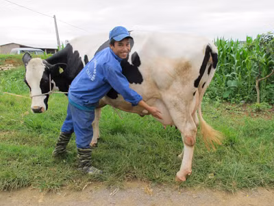 Một “thí sinh” dự thi chung kết “Hoa hậu bò sữa Mộc Châu”. Một “thí sinh” dự thi chung kết “Hoa hậu bò sữa Mộc Châu”