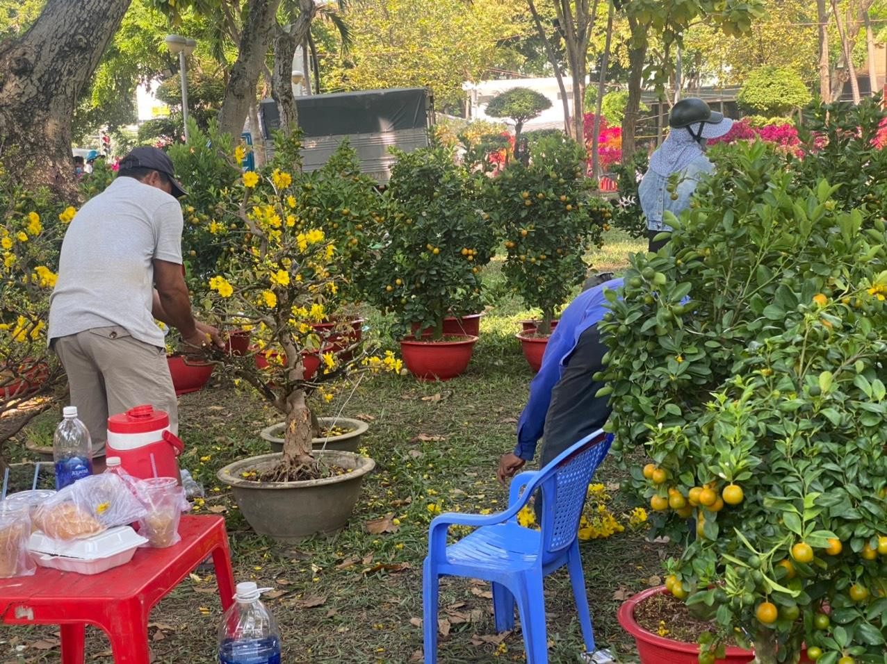 Ngoài hoa giấy, tiểu thương còn cắt bỏ hoa mai trước khi vận chuyển về lại vườn.