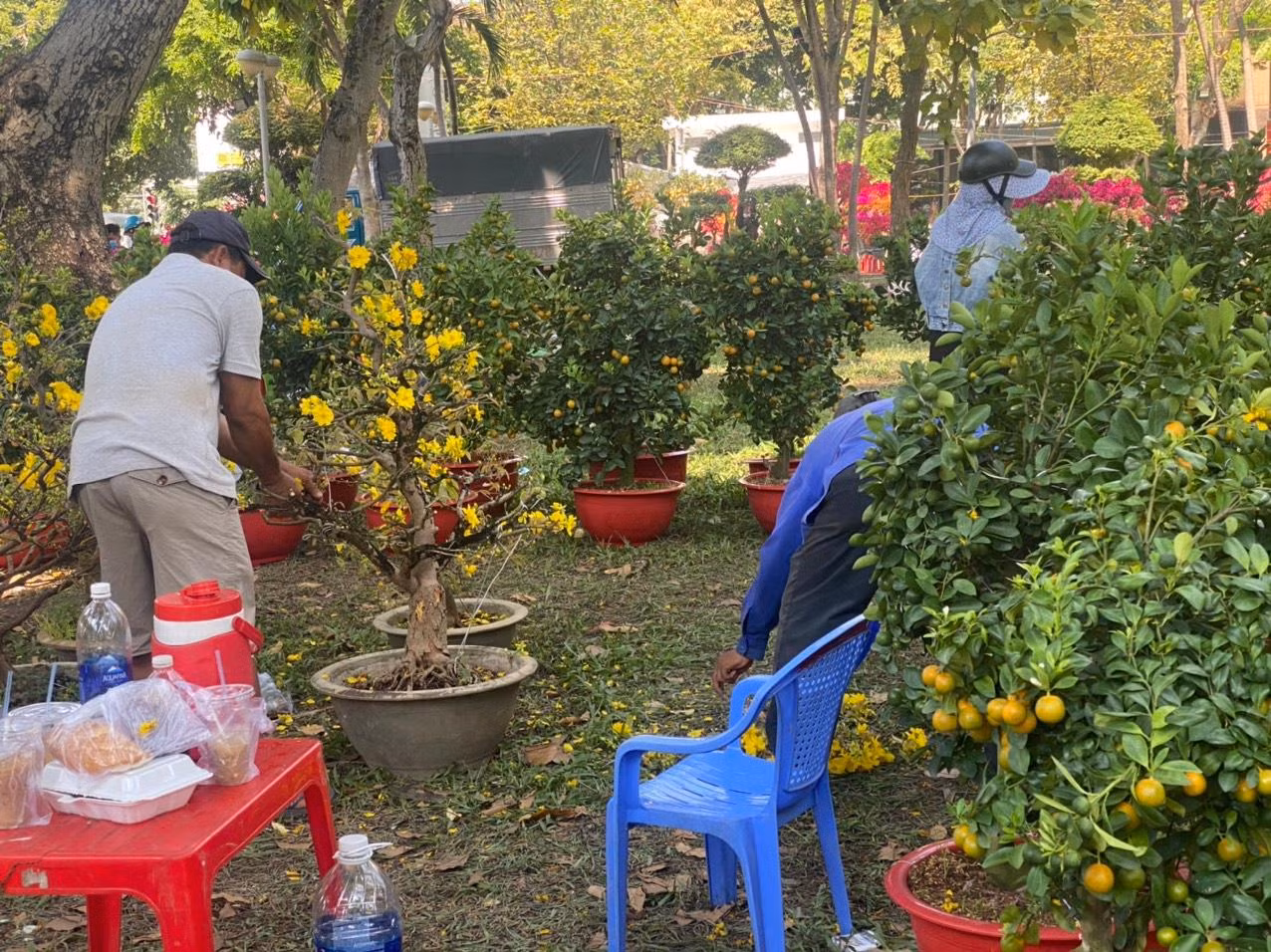 Ngoài hoa giấy, tiểu thương còn cắt bỏ hoa mai trước khi vận chuyển về lại vườn.