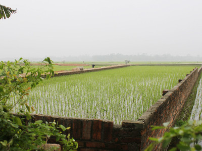 Ruộng lúa ở xã Minh Phú (Sóc Sơn) đã xây quây lại để... bán