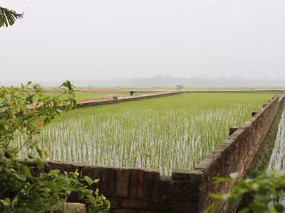 Ruộng lúa ở xã Minh Phú (Sóc Sơn) đã xây quây lại để... bán